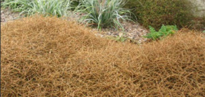 Grasses Flaxes Ground Cover: Coprosma acerosa (Sand coprosma)