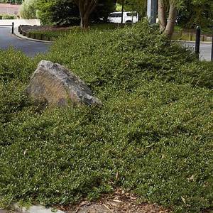 Grasses Flaxes Ground Cover: Coprosma kirkii