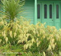 Grasses Flaxes Ground Cover: Chionochloa flavicans (Mini toetoe)