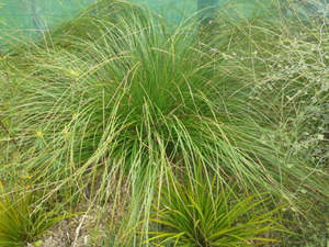 Carex virgata