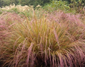 Anemanthele lessoniana (wind grass)