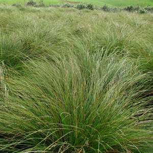 Grasses Flaxes Ground Cover: Carex secta