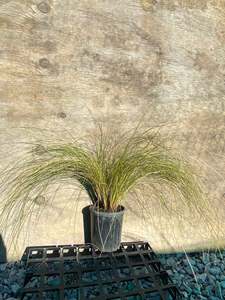 Grasses Flaxes Ground Cover: Carex comans