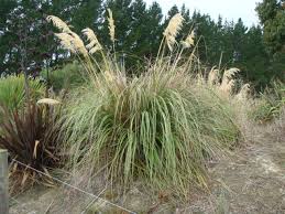 Grasses Flaxes Ground Cover: Austroderi richardii (Toetoe)