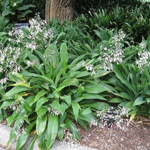 Grasses Flaxes Ground Cover: Arthropodium cirratum (Renga renga lily)
