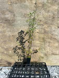 Trees Shrubs: Pittosporum tenuifolium (Kohuhu)