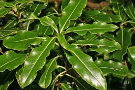 Pittosporum eugenioides (Lemonwood or Tarata)