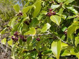 Pittosporum colensoi