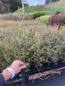 Sale: Leptospermum scoparium (Manuka)