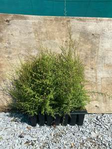 Sale: Kunzea ericoides (Kanuka)