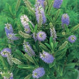 Sale: Hebe Wiri image