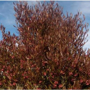 Sale: Dodonaea viscosa purpurea (Purple akeake)