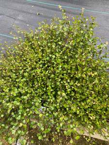 Plants: Muehlenbeckia axillaris