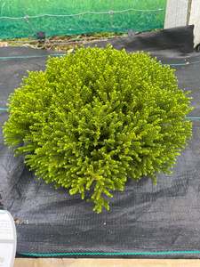 Plants: Hebe Emerald Gem