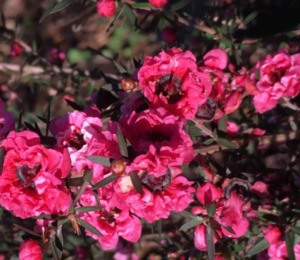 Plants: Leptospermum Blossom Queen