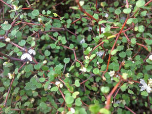 Plants: Muehlenbeckia astonii