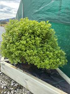 Plants: Pittosporum "Pom Pom" (Dwarf Pittosporum)