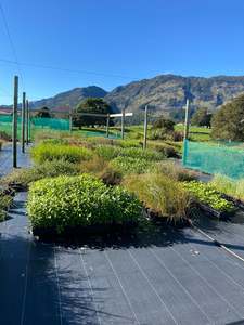480x Riparian combo plants