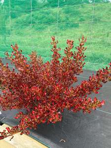 Coprosma 'Pacific Sunset'