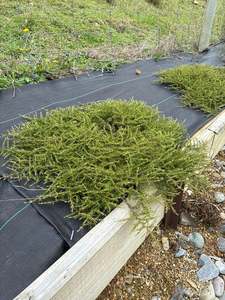 Coprosma hawera