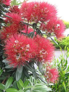 Metrosideros excelsa (Pohutakawa)
