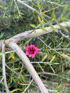 Leptospermum Pink Cascade