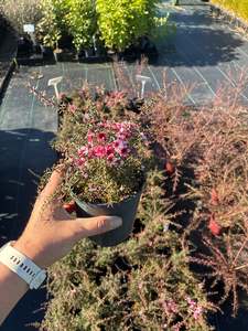 Leptospermum Nanum Huia