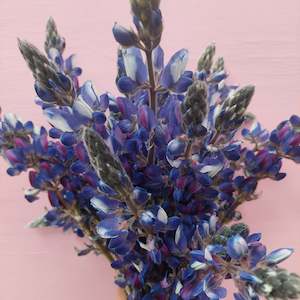 Flowers: **** Blue Lupin **** fresh stems*******