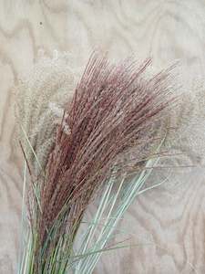 Pink Miscanthus * Natural * Bu 10 * 60+cm - Monday dispatch only