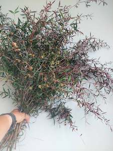 Direct Fresh Foliage: Leptospermum copper sheen foliage ** Copper tinged foliage***