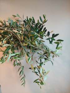 Direct Fresh Foliage: Olive foliage** Long stems** Great colour and filler