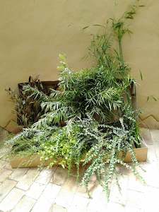 Direct Fresh Foliage: Nikau Valley Mixed Seasonal Box * 6 X 10 stem bunches* 50 -60cm * Monday and Wednesday dispatch