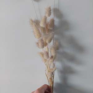 Direct Dried Preserved: Bunny tail grass stems * Spray Free** 30cm stems*