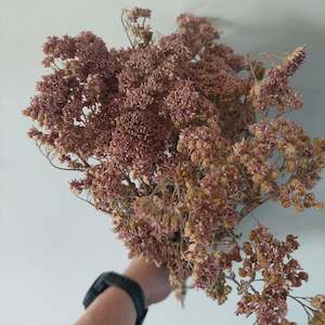 Dried Yarrow stems * Spray Free** 45cm stems*