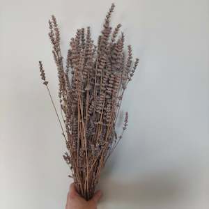 Long stemmed Aungustifolia lavender **Spray Free*** long stems***