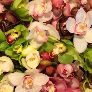 Direct Fresh Flowers: Cymbidium # 12 stem mixed box