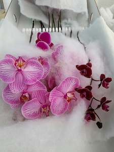 Direct Fresh Flowers: Phalaenopsis Stems * Mixed Colour Boxes - AVAILABLE NOW