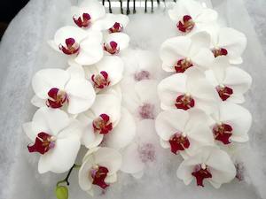 White - Hot Pink Throat Phalaenopsis Stems - AVAILABLE NOW