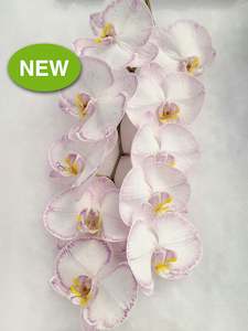 Phalaenopsis Stems Dyed AVAILABLE NOW