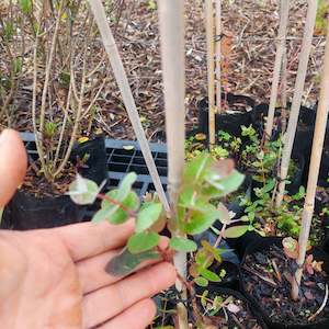 Eucalyptus cordata Heart-leaved Plants- Great foliage-Hardy