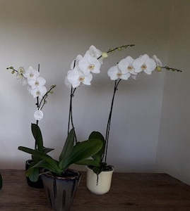 Direct Plants: Phalaenopsis Orchid Potted Plant 15cm * A mix of WHITE Double and Single Stems * AVAILABLE NOW