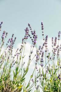Direct Plants: Lavender Dark Purple** Angustifolia** Long Spiked lavender** Hardy