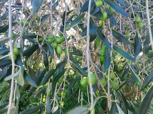 Direct Plants: Olive Trees** 4L Pots***High Fruiting**Hardy****Great foliage***