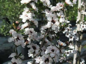 Direct Plants: Leptospermum Princess Anne