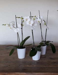 Phalaenopsis Plant *12cm White AVAILABLE NOW