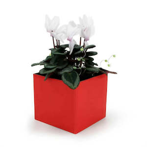 Solid Colour Posy Box 13Sqx12Hcm Pk/10 - Red