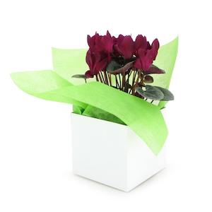 Solid Colour Posy Box 13Sqx12Hcm Pk/10 - White