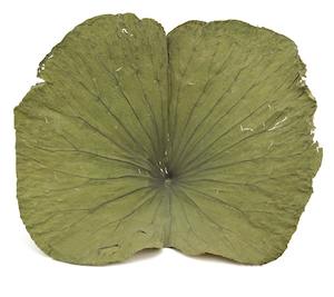 Lotus Leaves Assorted Sizes 227G - Wheat
