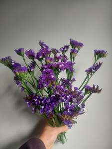 ****Statice Blue **** fresh stems*******