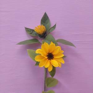 Flowers: ****Sunflower fresh stems** Yellow*** thinner stems